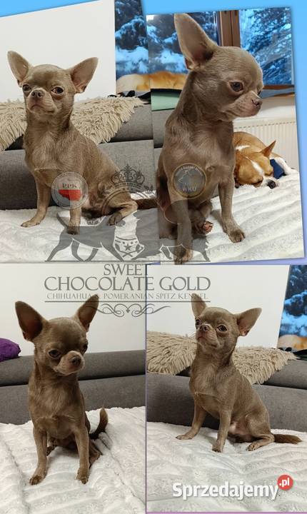 Pies Chihuahua liliowy badania DNA zdrowy 2 lata