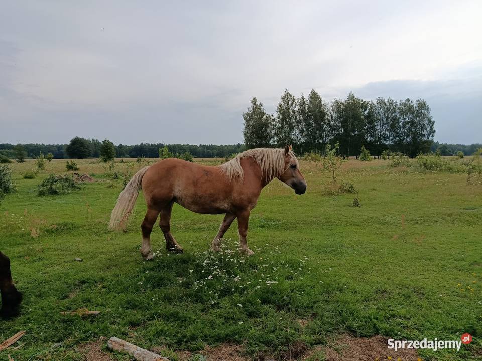 Klacz konie Narewka
