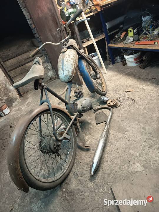 Komar sztywniak 1964r Gostyń