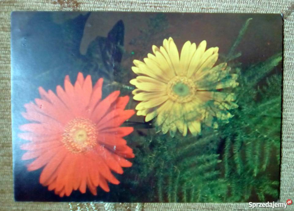 KWIATY FOT ZAWADZKI Piszczac