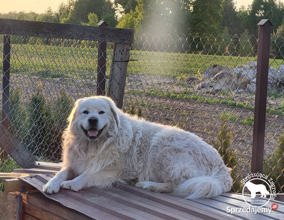 Owczarek Podhalański Pyzokluski