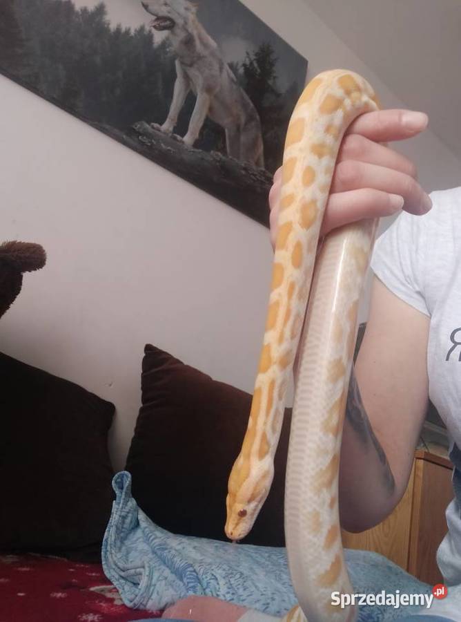 Pyton birmański pomorskie Wejherowo