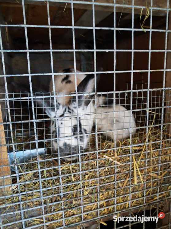 Samica z młodymi króliki Króliki Kościan