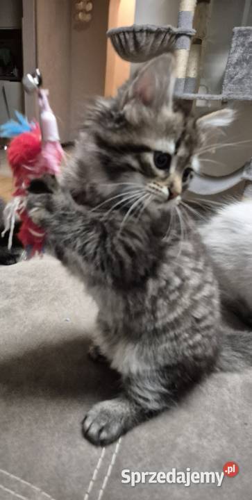 Syberyjska KOTKA ŁUCJIA rodowód FPL Stary Broniszew