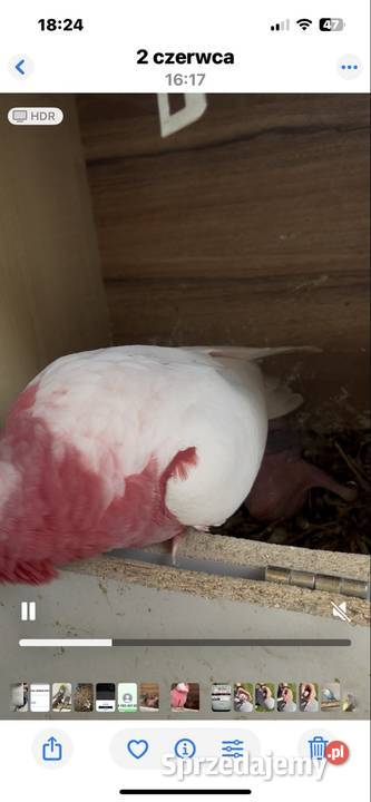 Kakadu Różowe szczepiące na Lutino Sztum