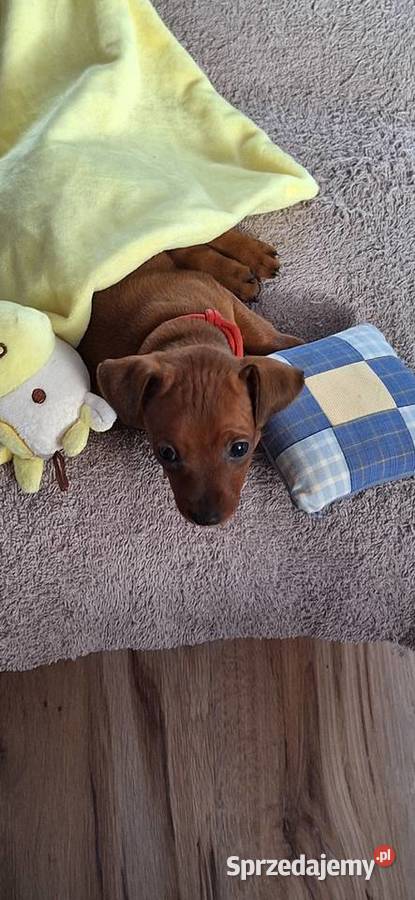 Pinczer miniaturowy Opole