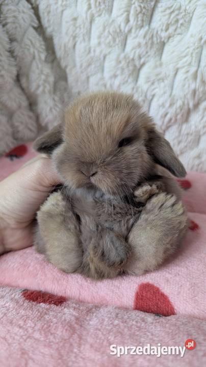 Mini lop królik miniaturka mały karzełek baranek Kraków