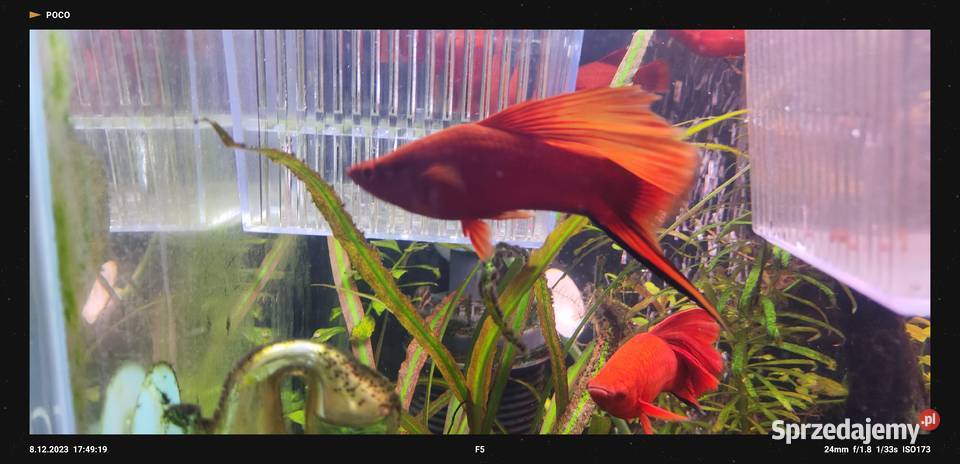 Mieczyki czyste Delty