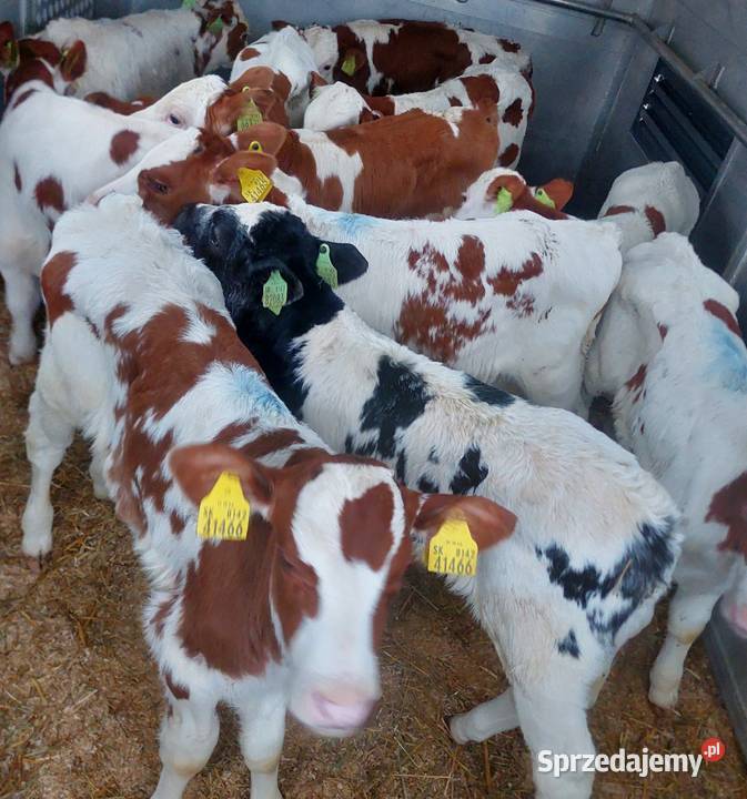 Sprzedam Cieleta miesne łódzkie Rawa Mazowiecka