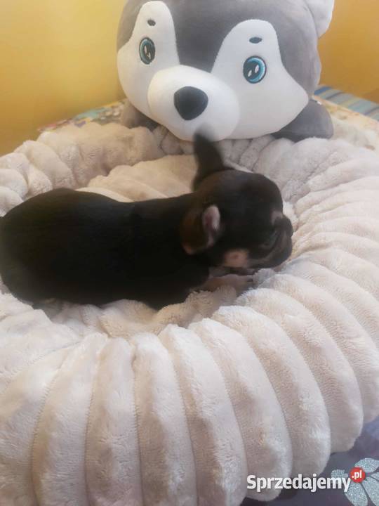 Suczki buldog francuski Płońsk