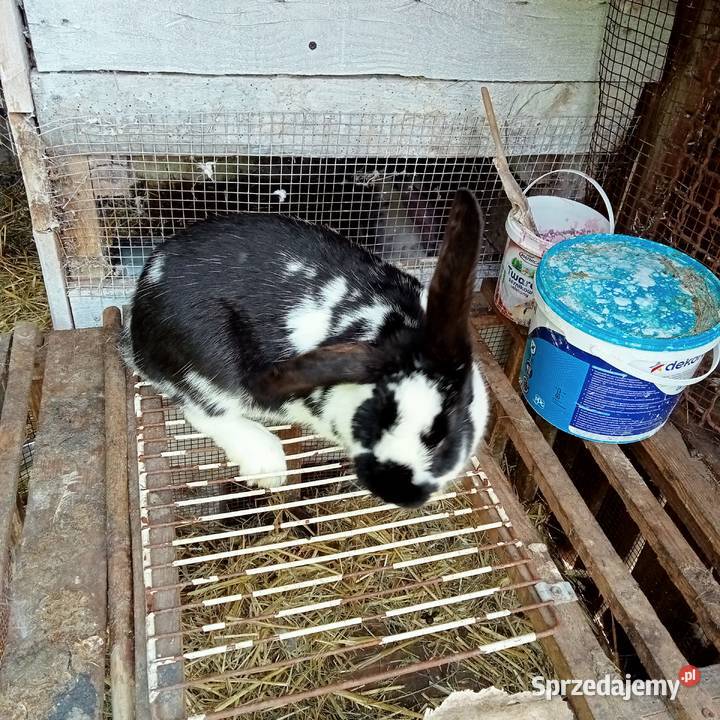 Sprzedam młode kotne samice Trzepnica