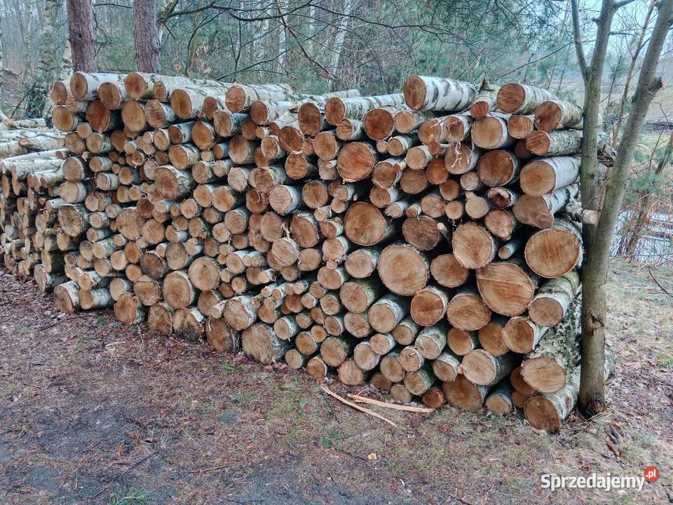 Brzoza drewno opałowe