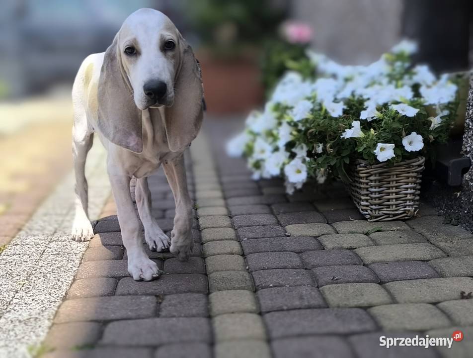 Szczeniak PORCELAINE FCI gończy z Francji Radzionków
