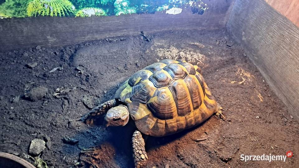Żółwie greckie Gady i płazy Chrząstowice