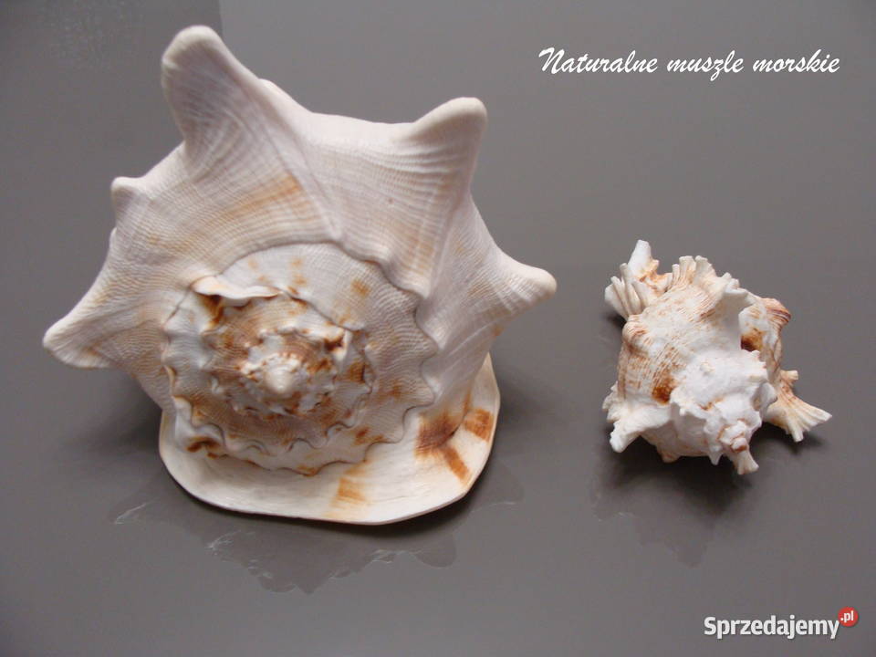 Naturalne muszle morskie komplet Rumia