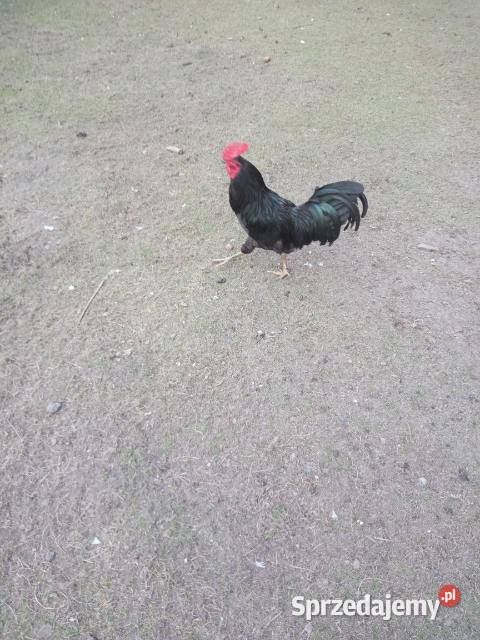 Zielone jajka Polska kura wielkanocna Ryki