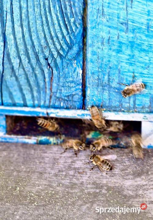 Sprzedam Rodziny Pszczele Możliwe z ulami dolnośląskie Oleśnica