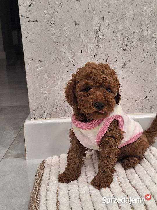 Pudel TOY Red Kraśnik sprzedam