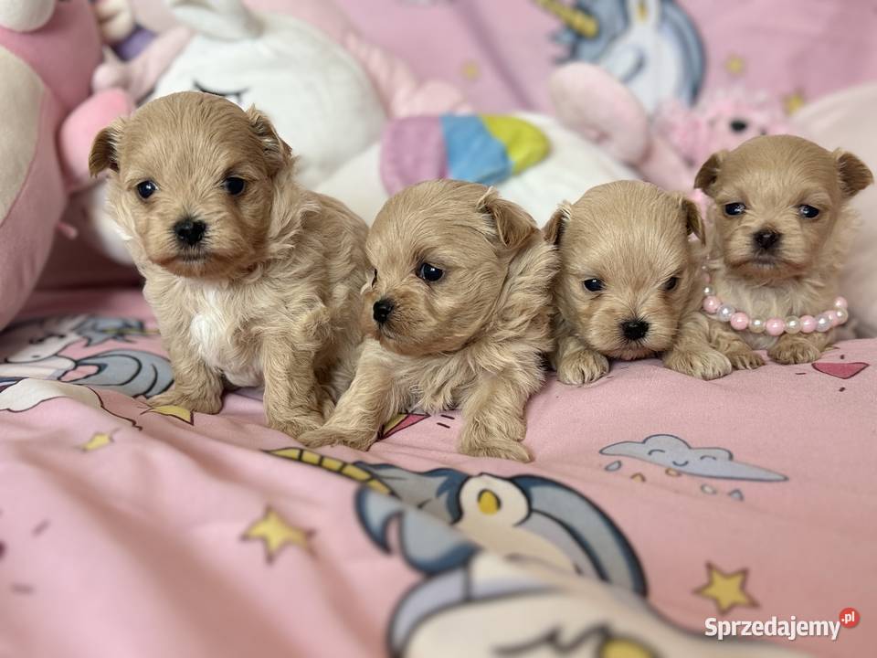 Maltipoo szczenięta Polanka Wielka