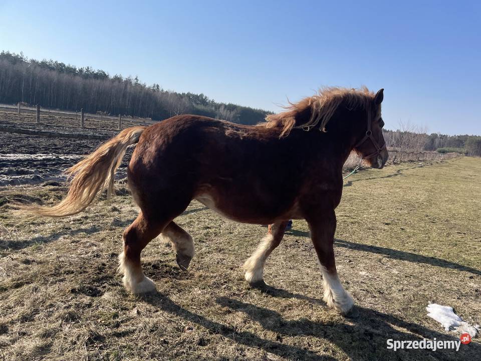 Sprzedam kobyle sokolska zimnokrwista Gózd Lipiński