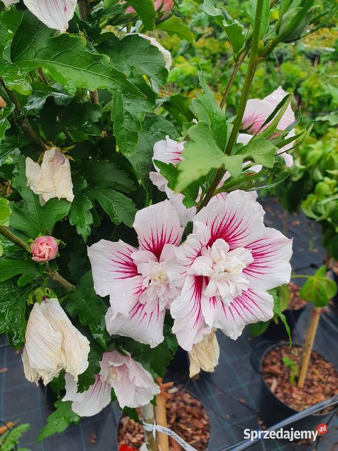 Ketmia syryjska na pniu Hibiskus Róża chińska Rośliny Simoradz