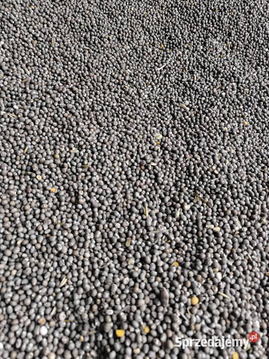 Łubin caro Kluczkowo