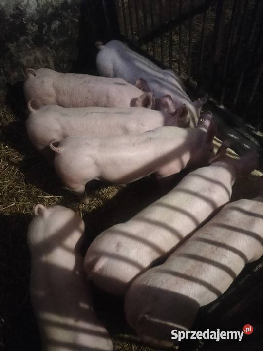 Sprzedam prosiaki Piotrków Trybunalski