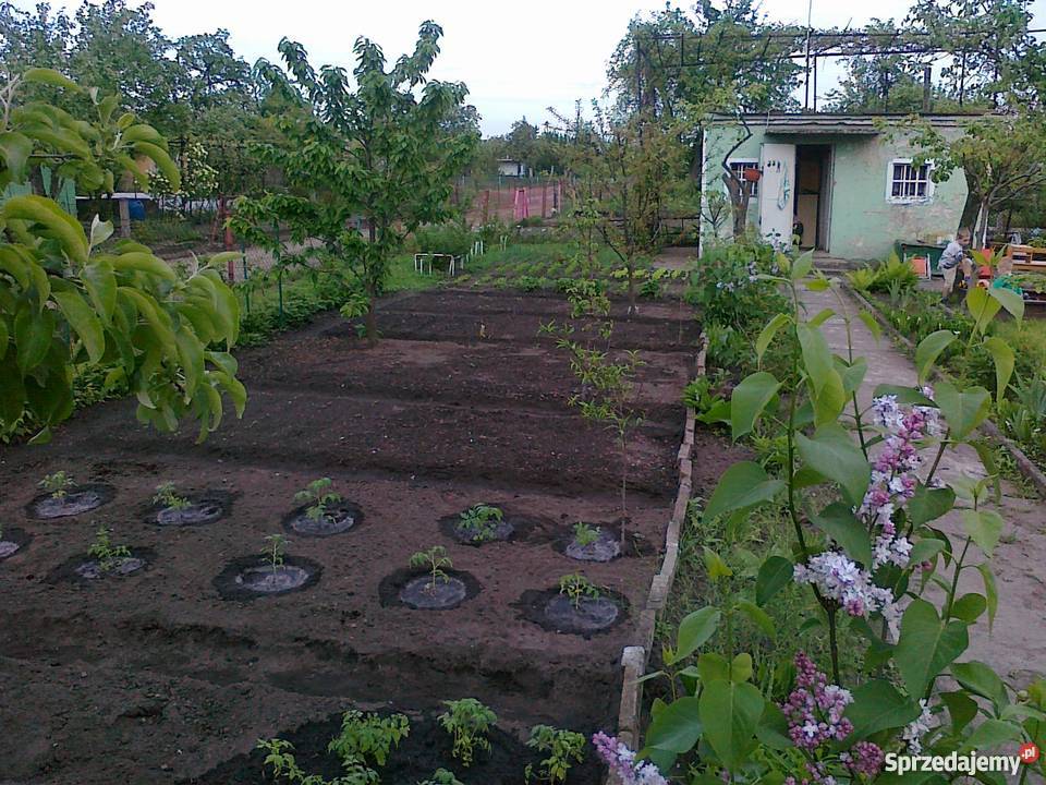 Działka rekreacyjna ogródek działkowy Wrocław Wrocław