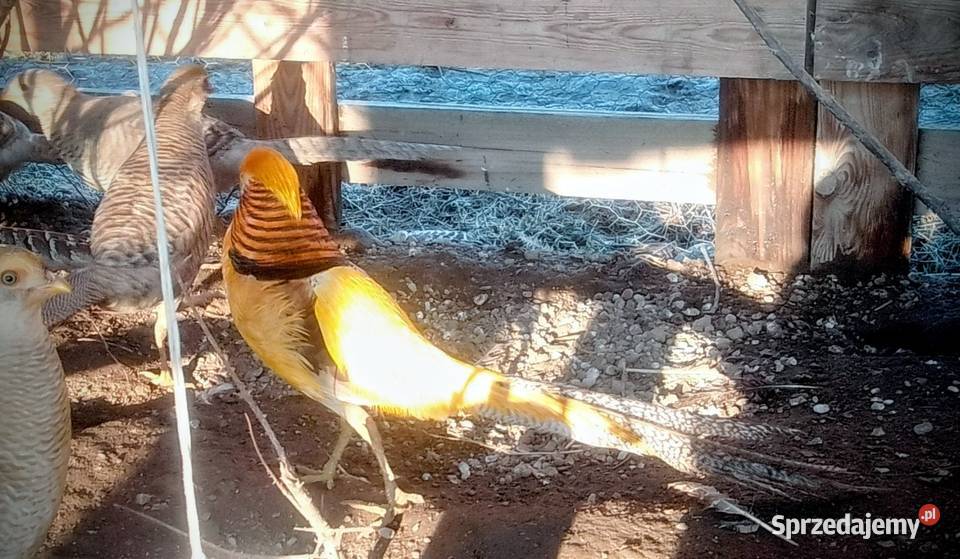 Jaja lęgowe barzantów bananowych Kock