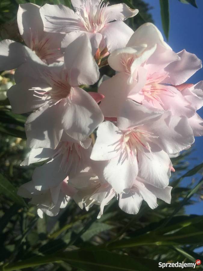 Sadzonki oleander Brzeźnica