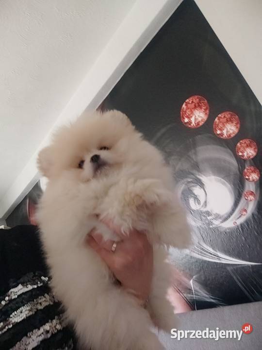Piesek i suczka pomeraniany typ misia dolnośląskie Bolesławiec sprzedam