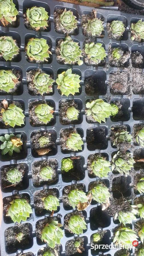 Rojniki łódzkie Łódź