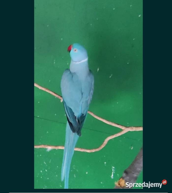 sprzedam Aleksandrete obrożną turkus dorosły opolskie Strzeleczki