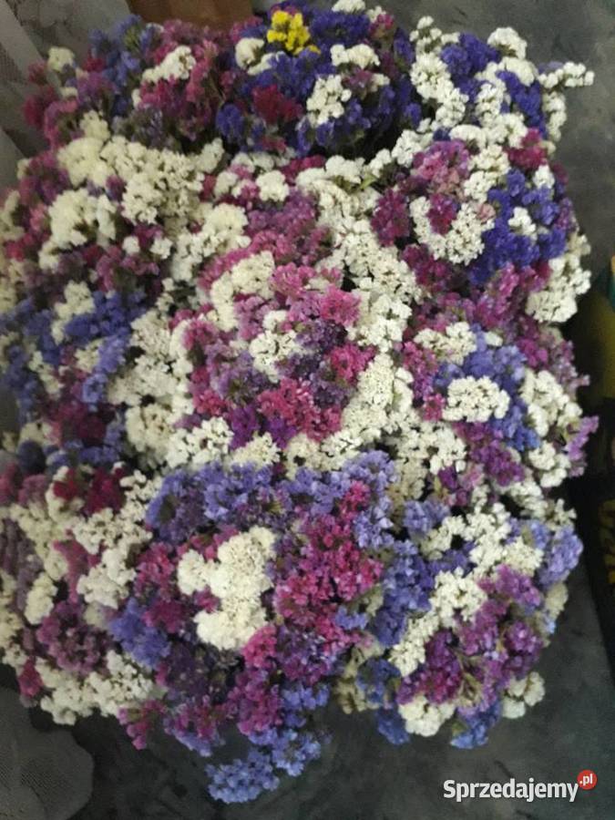 Zatrwian wyrębny suszony Łódź sprzedam