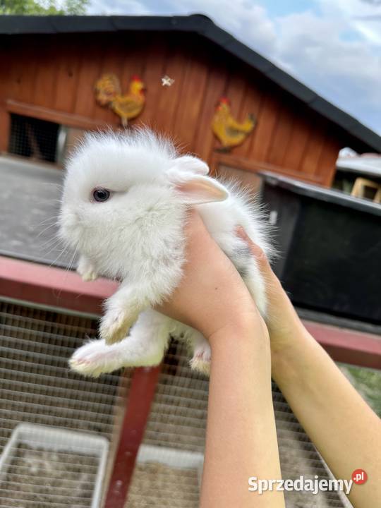 Króliki Miniaturki Godowa