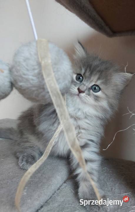Śliczna Niebieska Kotka Syberyjska PZFWCF