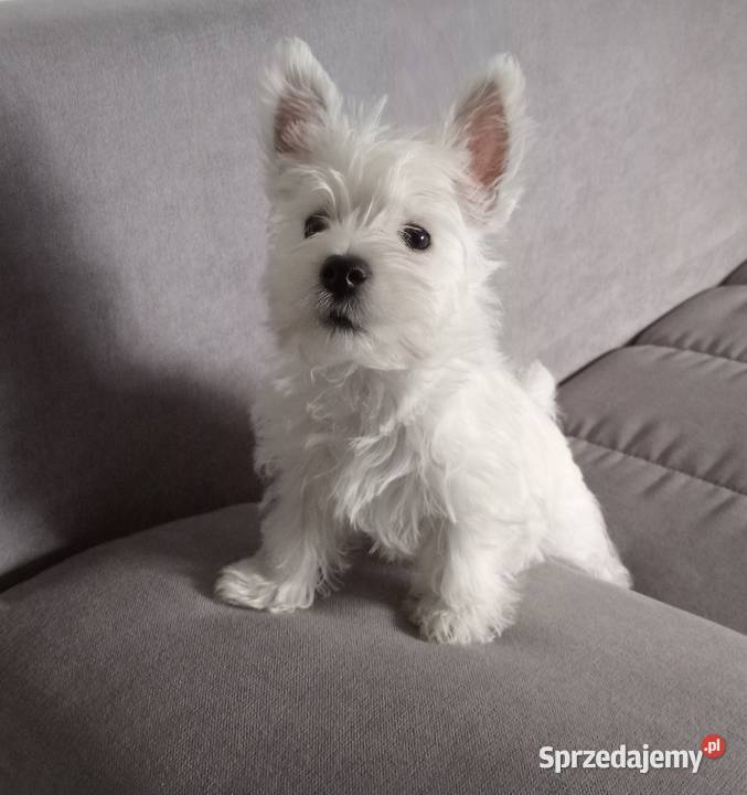 West Highland White Terrier ZKwP FCI Częstochowa