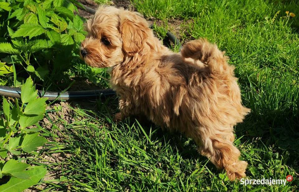 Maltipoo piesek Szydłowiec