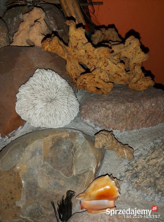 Muszle i gąbki morskie Gniewoszyce sprzedam