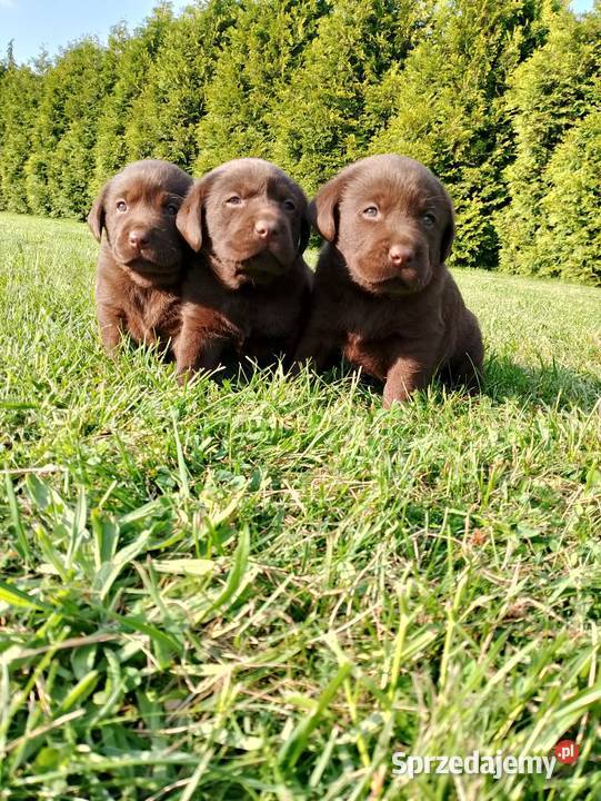 Szczeniaki Labrador Retriever Odolanów