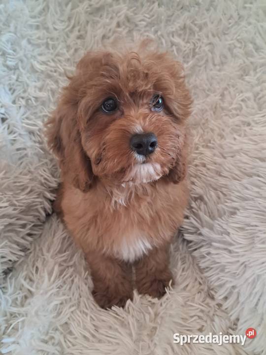 Cavapoo piesek red mama cavalier tata pudel toy Busko-Zdrój sprzedam