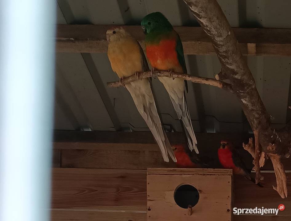 Para świergotek Lwówek