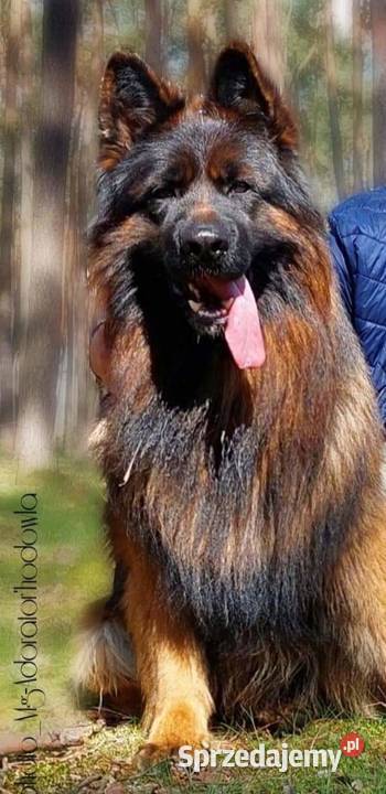 owczarek niemiecki długowłosy czarny suka łódzkie Kolonia Niechmirów