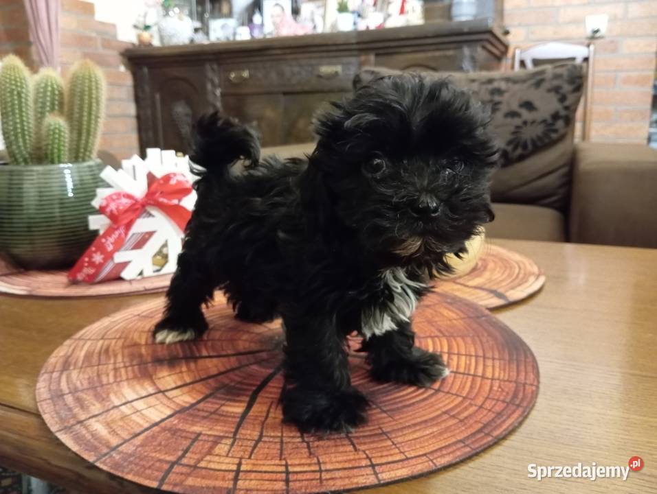 Sprzedam pieska rasy Rosyjska Bolonka Kolorowa