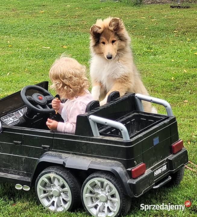 Owczarek Szkocki Długowłosy Szczenięta FCI Dachowa