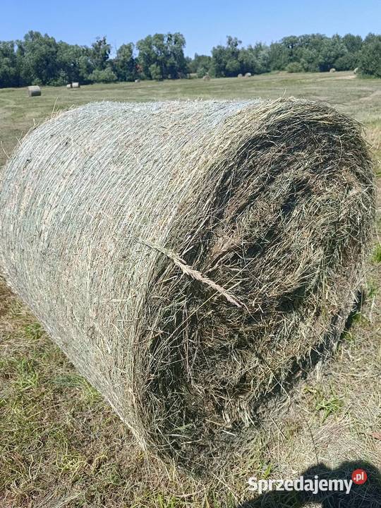 Siano 2025 Chełm sprzedam