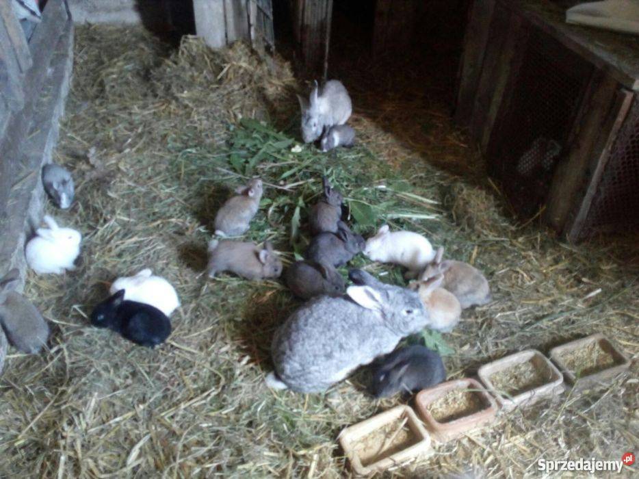 Sprzedam króliki podlaskie Tabędz