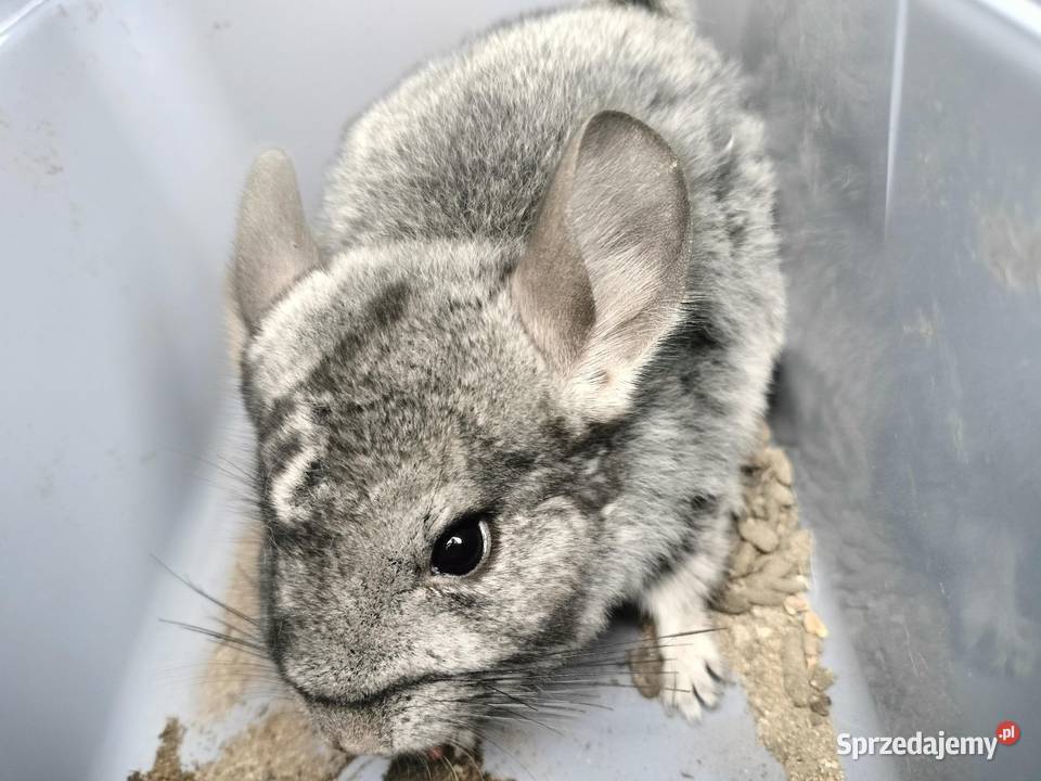 Szynszyl samiczka standard Pinczyn