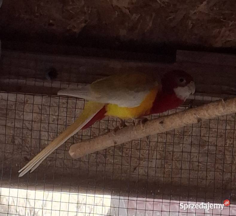 Rozella Białolica 2024 samiec Częstochowa