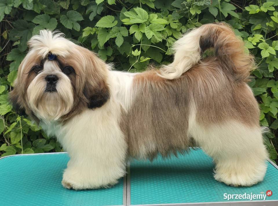 Szczenięta Shih tzu ZKWP Myszków